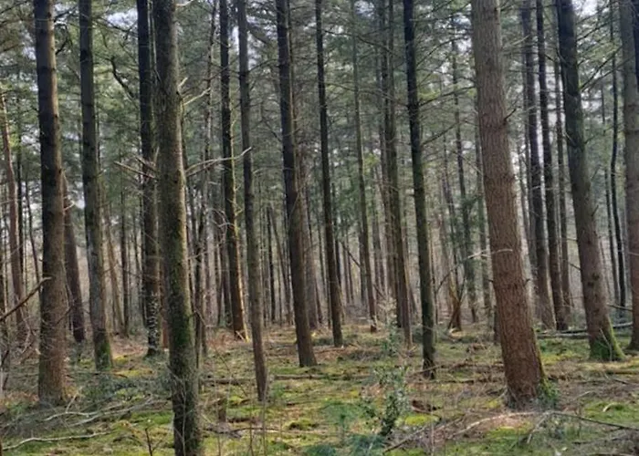 Campingplads De Bosuil